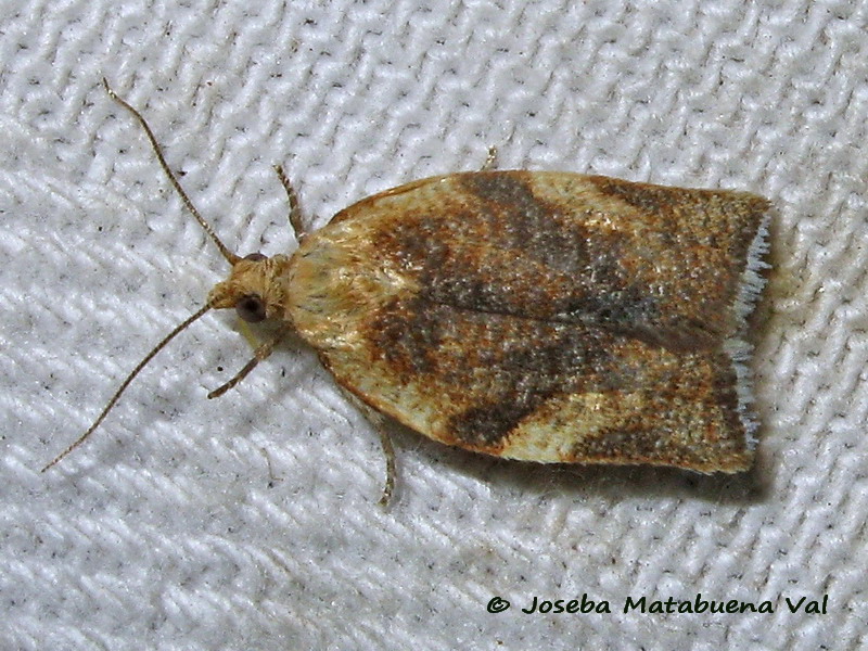 Clepsis siciliana - Tortricidae